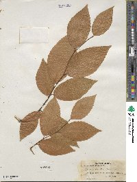 Fagus grandifolia image