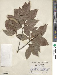 Fagus grandifolia image