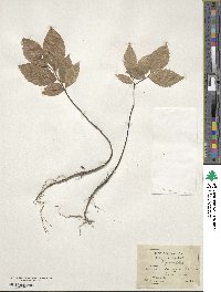 Fagus grandifolia image