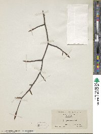 Fagus grandifolia image