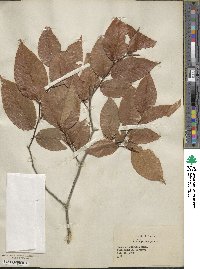 Fagus grandifolia image