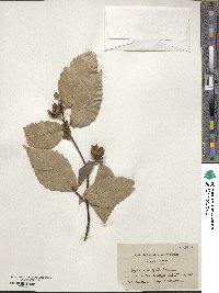 Fagus grandifolia image