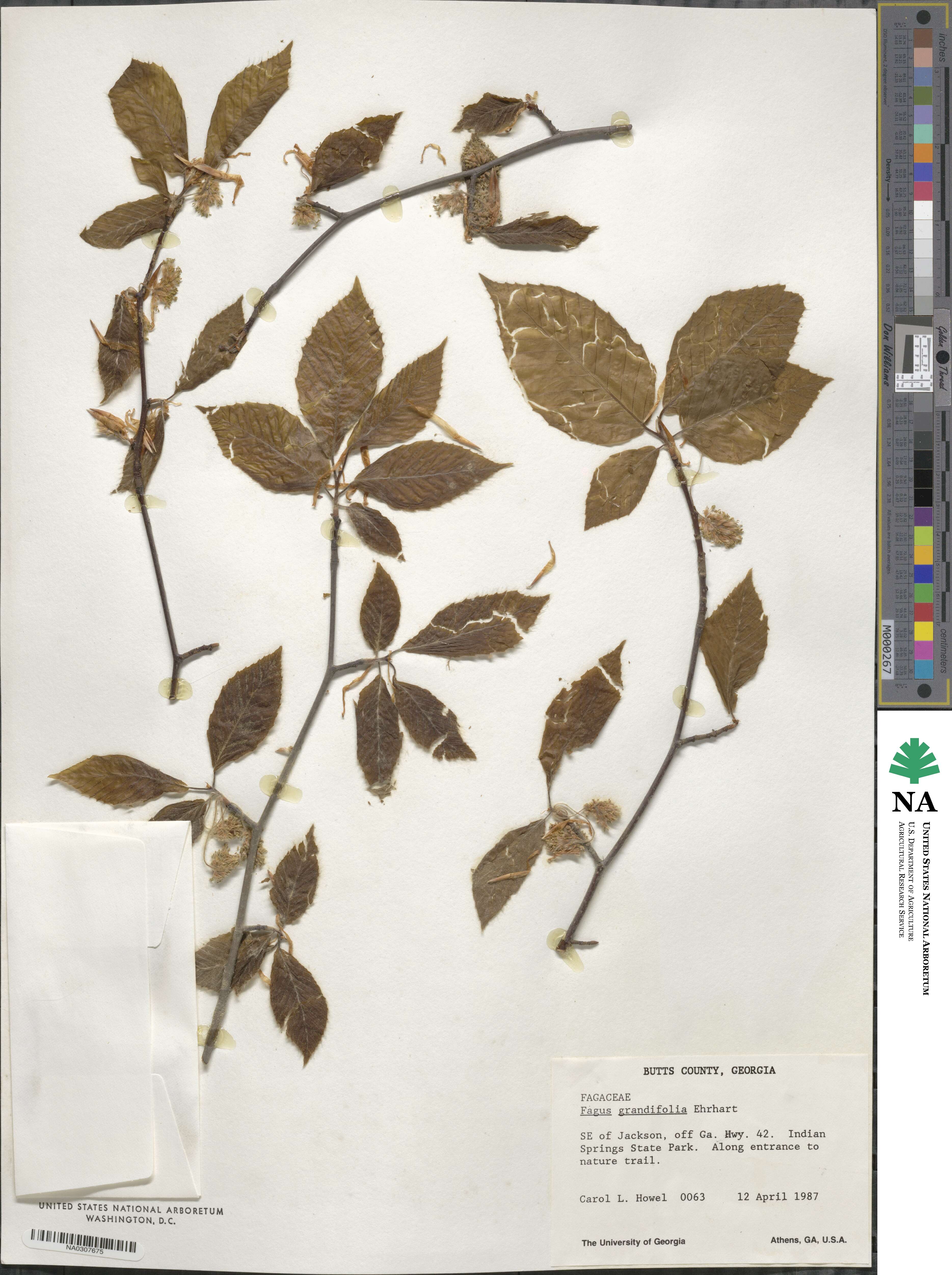 Fagus grandifolia image