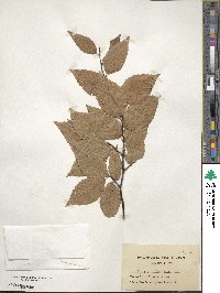 Fagus grandifolia image