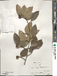 Fagus grandifolia image