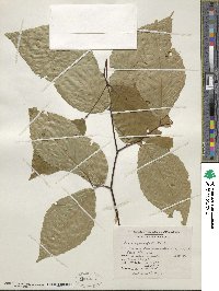 Fagus grandifolia image