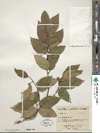 Fagus grandifolia image