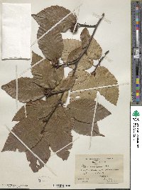 Fagus grandifolia image