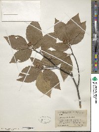 Fagus grandifolia image