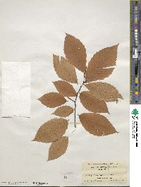 Fagus grandifolia image