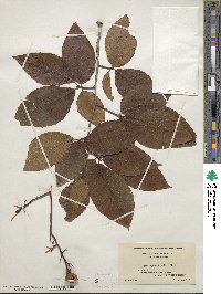 Fagus grandifolia image