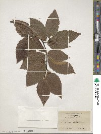 Fagus grandifolia image