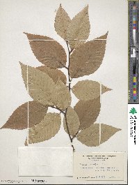 Fagus grandifolia image