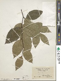 Fagus grandifolia image