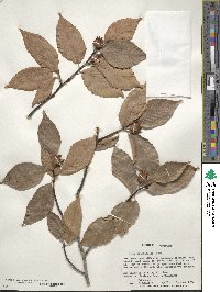 Fagus grandifolia image