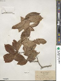 Fagus grandifolia image