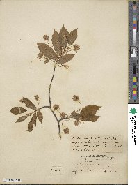 Fagus grandifolia image