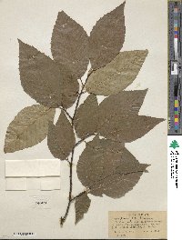 Fagus grandifolia image