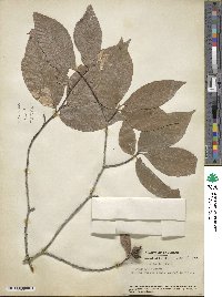 Fagus grandifolia image