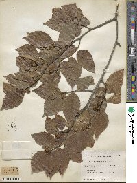 Fagus grandifolia image