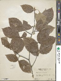 Fagus grandifolia image