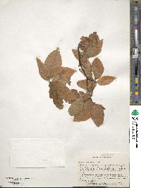 Fagus grandifolia image