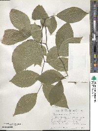 Fagus grandifolia image