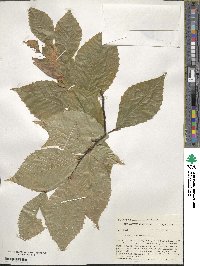 Fagus grandifolia image