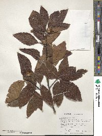 Fagus grandifolia image