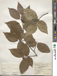 Fagus grandifolia image