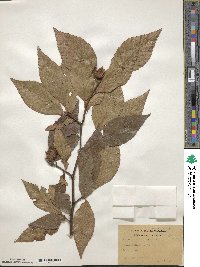 Fagus grandifolia image