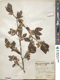 Fagus grandifolia image