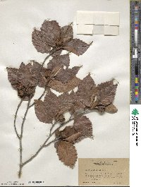 Fagus grandifolia image