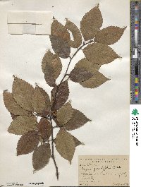 Fagus grandifolia image