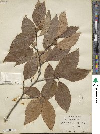 Fagus grandifolia image