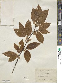 Fagus grandifolia image