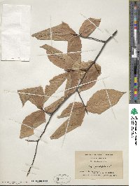 Fagus grandifolia image