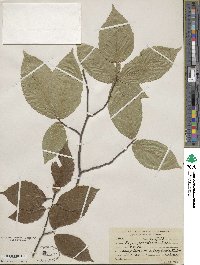 Fagus grandifolia image