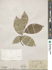 Fagus grandifolia image