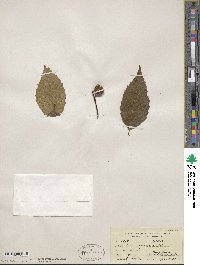 Fagus grandifolia image