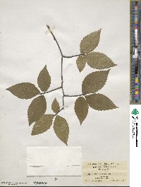 Fagus grandifolia image