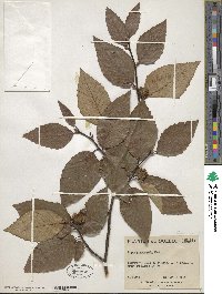 Fagus grandifolia image