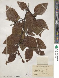 Fagus grandifolia image