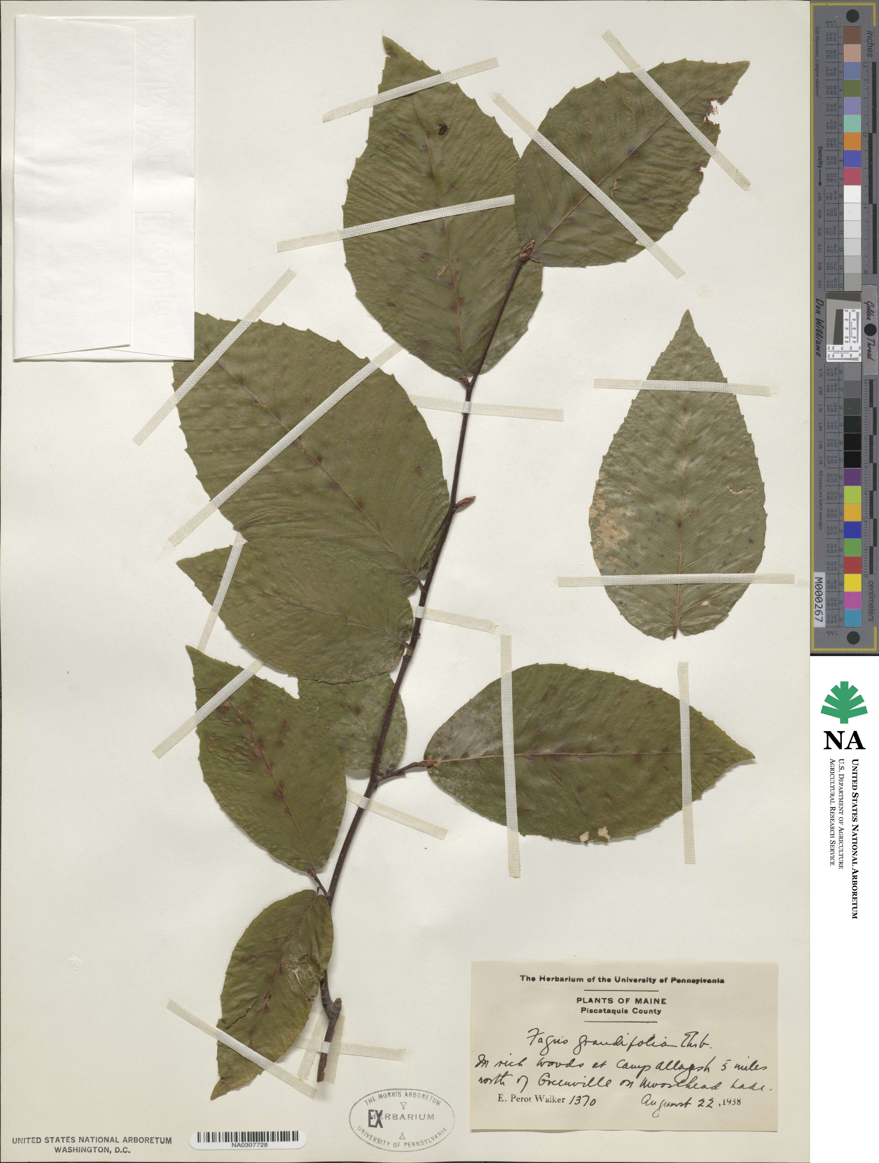 Fagus grandifolia image