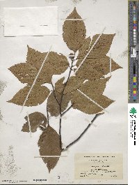 Fagus grandifolia image