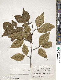 Fagus grandifolia image