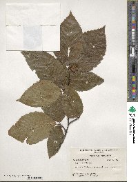 Fagus grandifolia image