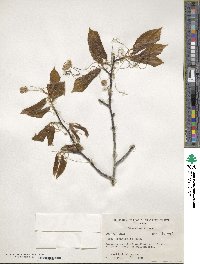 Fagus grandifolia image