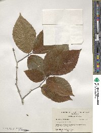 Fagus grandifolia image