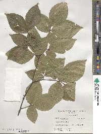 Fagus grandifolia image